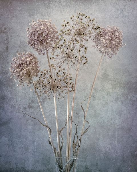 Jaynes Gallery 아티스트의 USA-Washington State-Seabeck Allium seed heads close-up작품입니다.